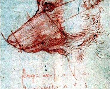 42-Leonardo_drawing_of_dog.jpg