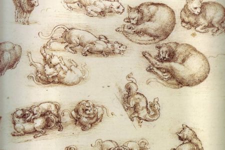 43-Leonardo_da_Vinci_drawing_of_cats.jpg